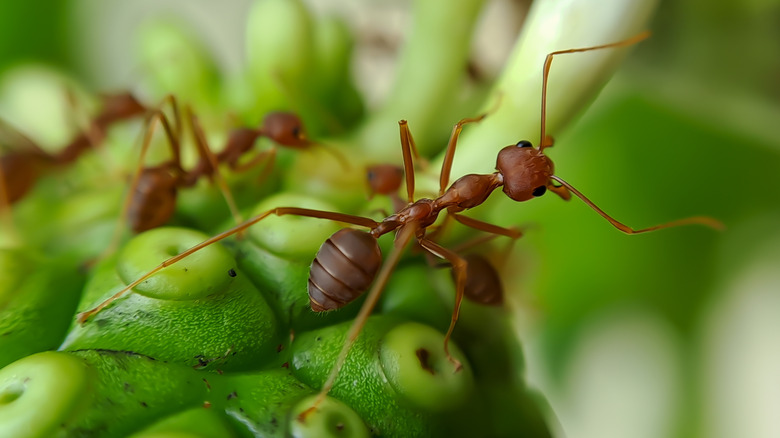 Closeup of a little fire ant