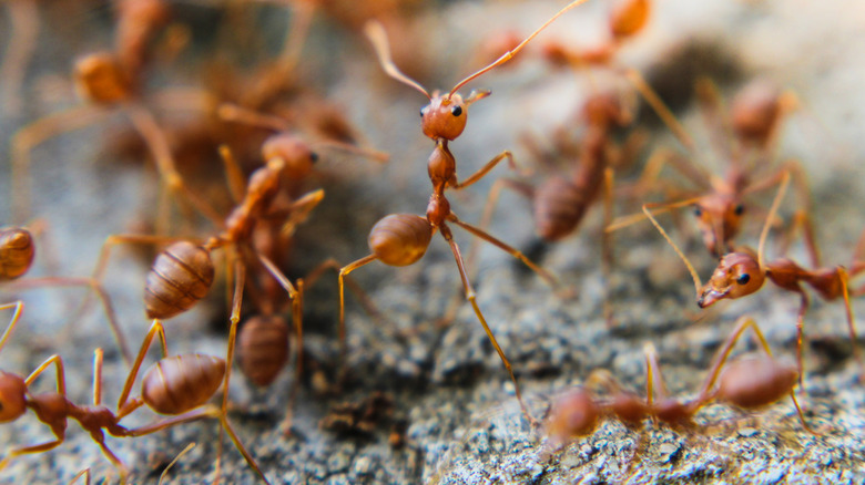 View of red imported fire ants