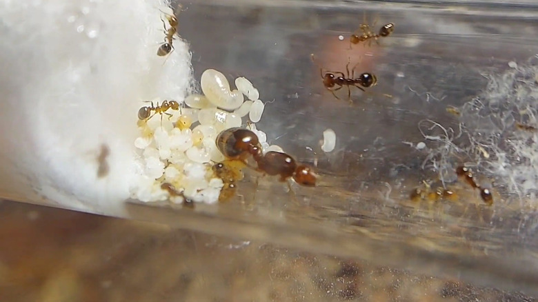 Southern fire ant, Solenopsis xyloni, close up