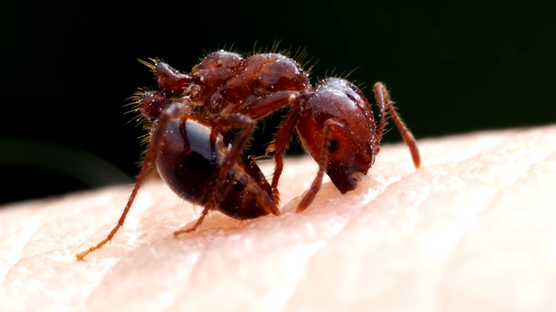 Closeup of a tropical fire ant on a palm