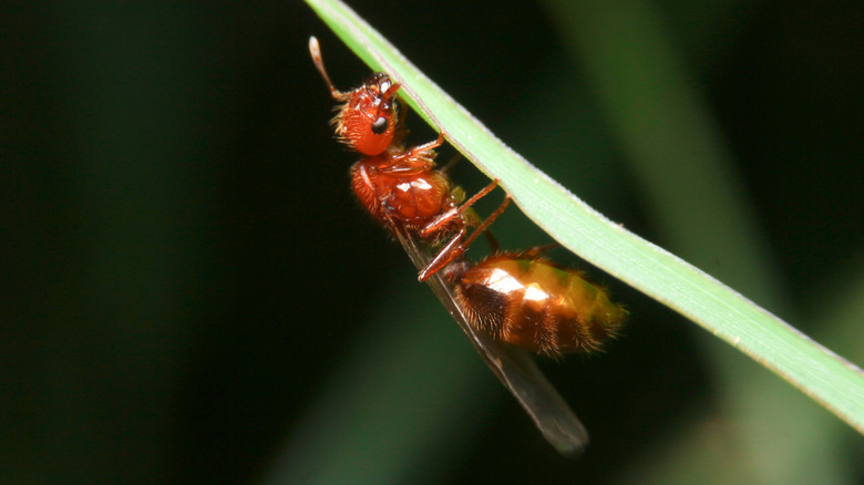 Closeup of a tropical fire ant on a palm