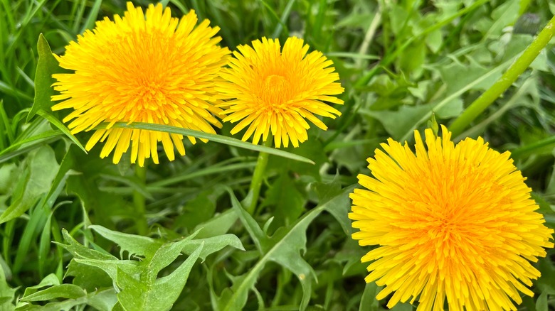 dandelion flowers