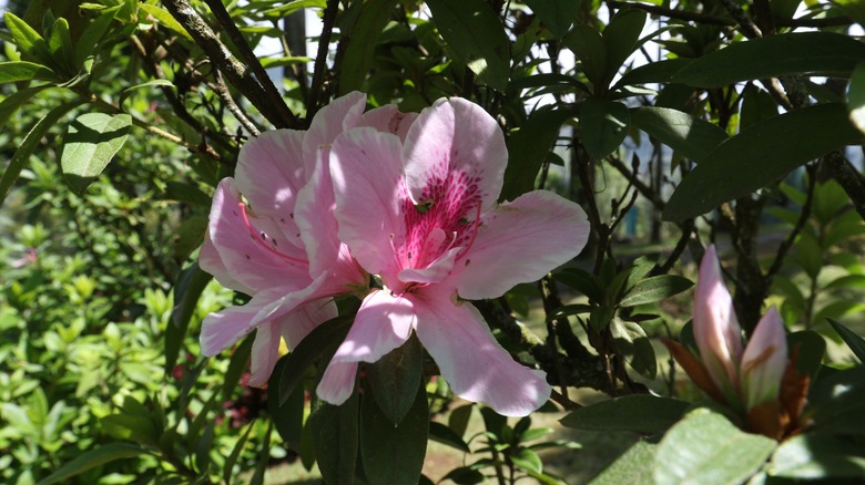 Two pink azalea flowers growing in on a tree outdoors
