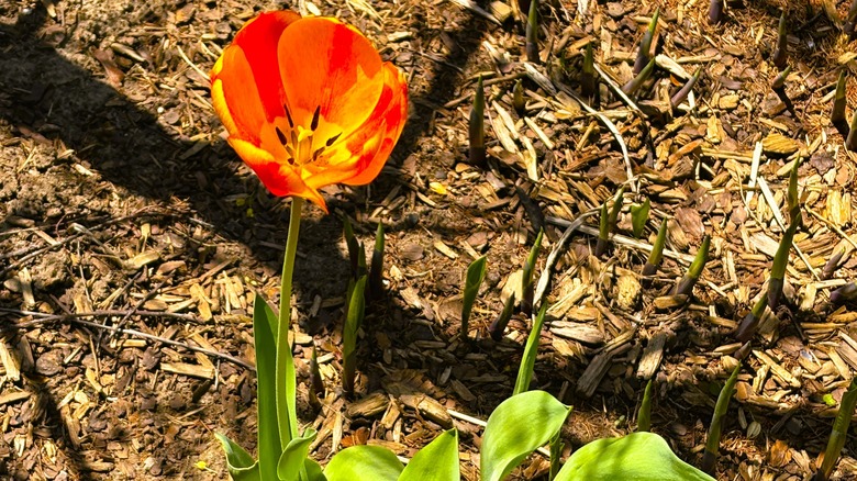 A single orange tulip in a mulched garden bed