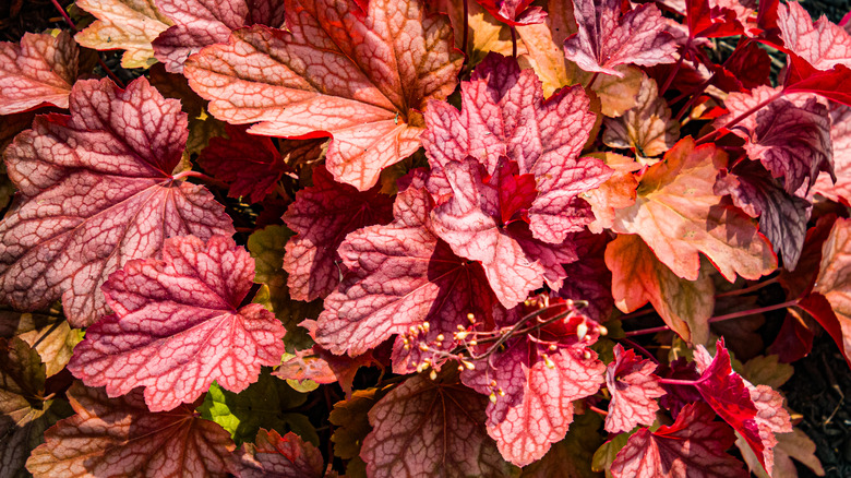 Coral bell plant with bright red leaves