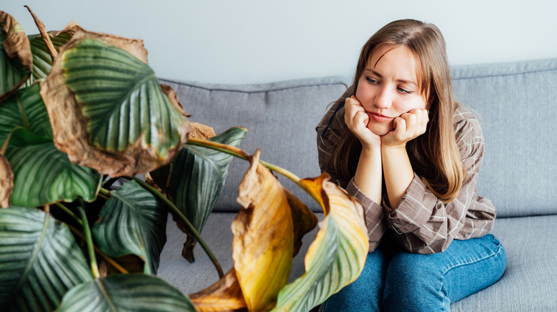 A woman sitting on a couch looks sadly at dying houseplant.