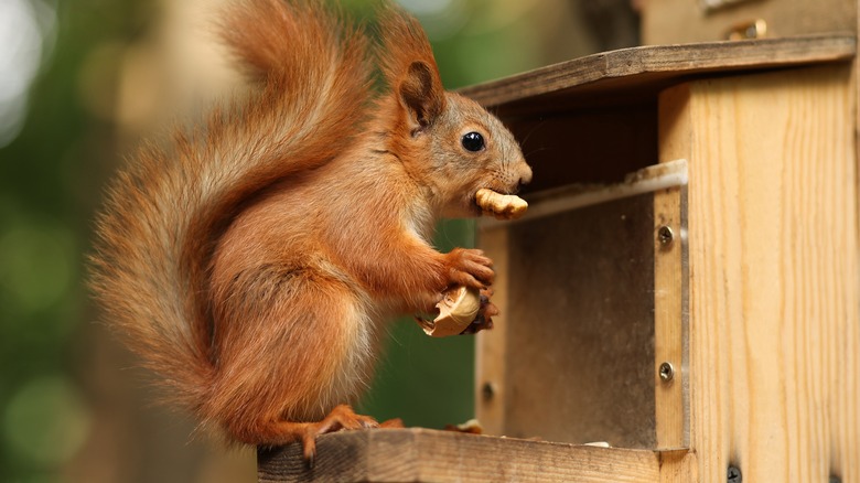 A squirrel feeding 