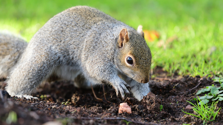 A squirrel digging 