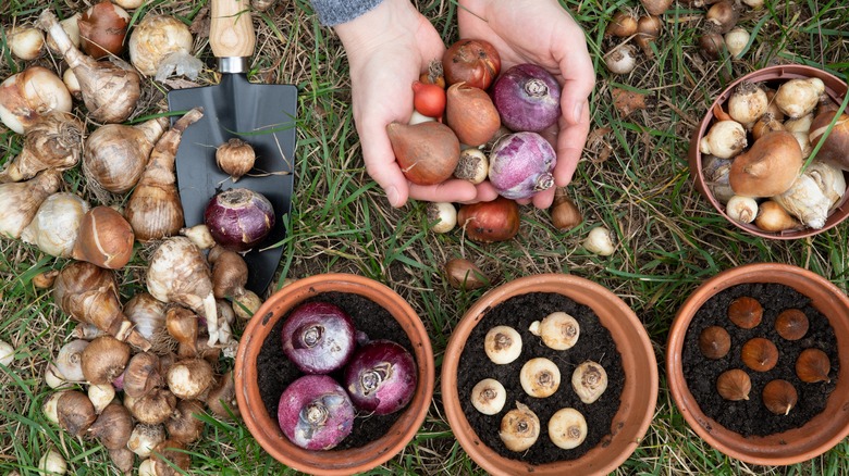 A lady holding a variety of bulbs 