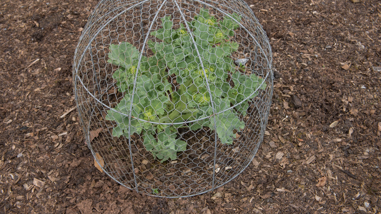 A plant protected by chicken wire 