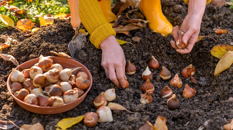A lady planting tulip bulbs