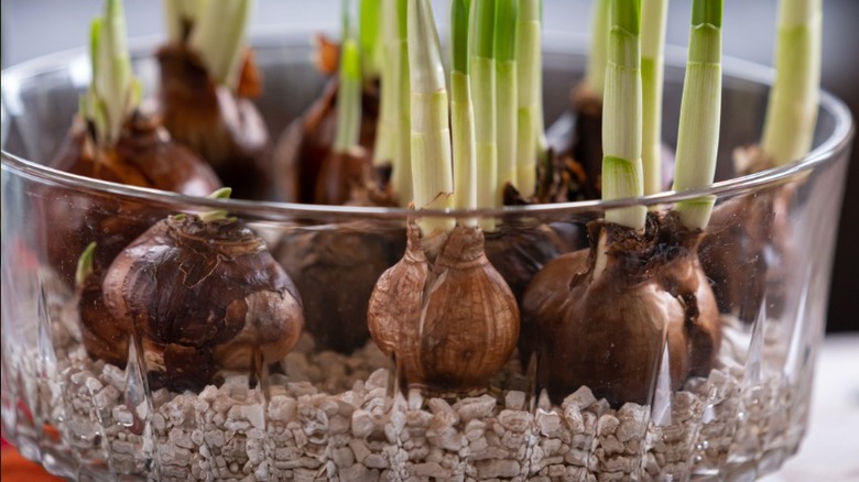 A dozen paperwhite bulbs growing in a shallow container with gravel at the base.