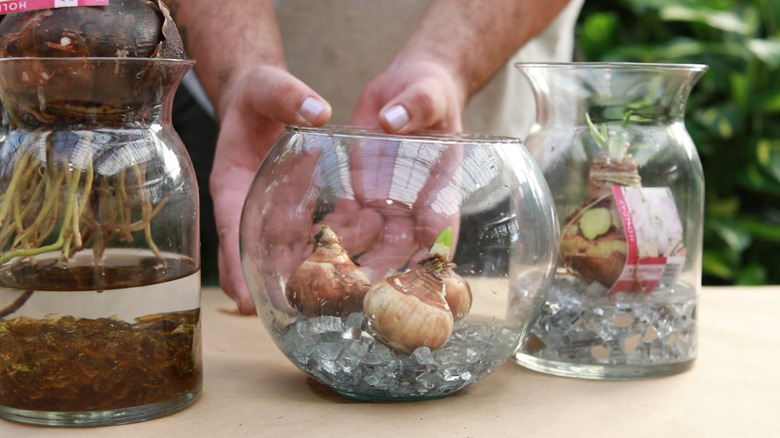 A round bowl with crunched glass at the base and paperwhite bulbs resting on top.