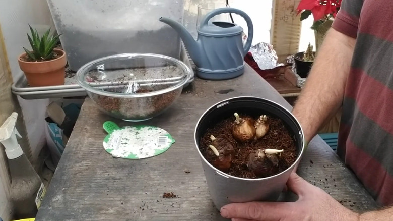 Hands holding paperwhites placed on top of a bed of coco peat/coco coir.