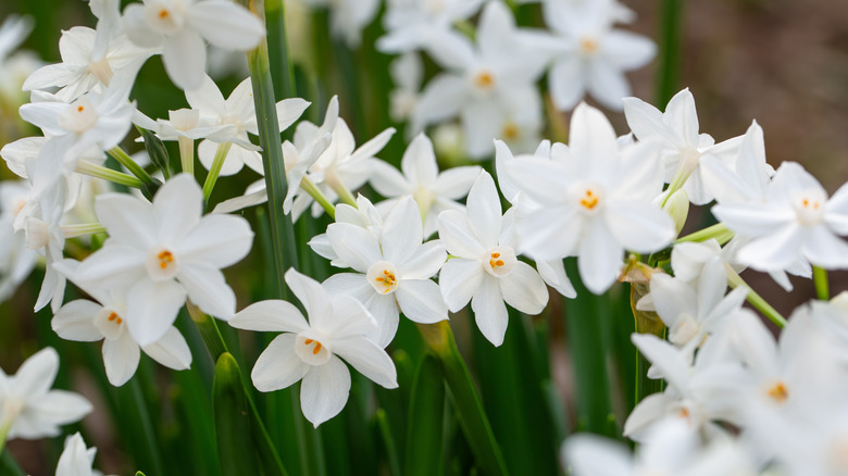 A close up of paperwhites growing in shade.