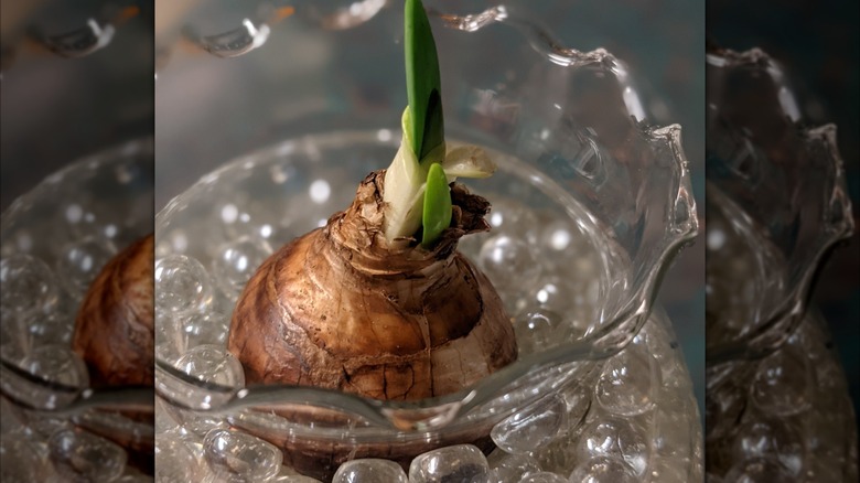 A paperwhite bulb sitting on top of glass marbles in a vase.