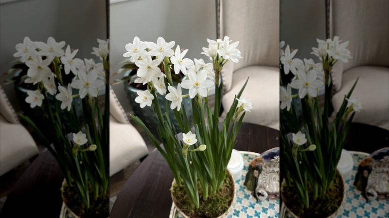 A series of paperwhite plants growing together in a pot filled with moss as the base.