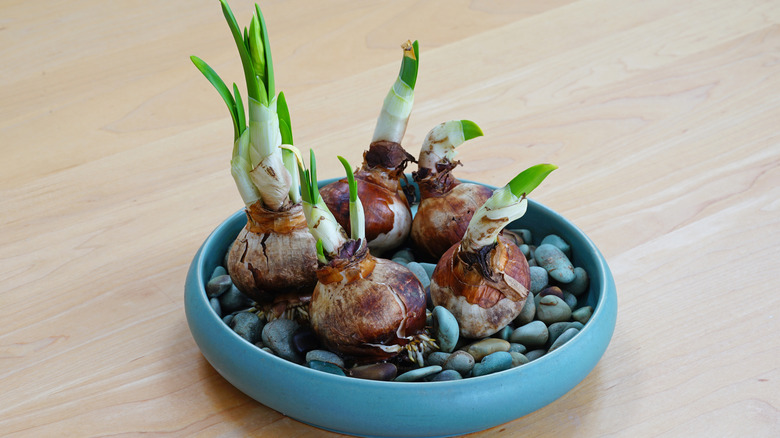 Paperwhite bulbs sprouting in a shallow container filled with stones.