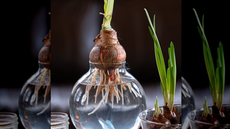 A close up of growing paperwhite bulbs in a thin necked vase with water.