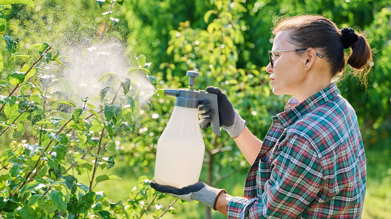 Woman spraying apple trees