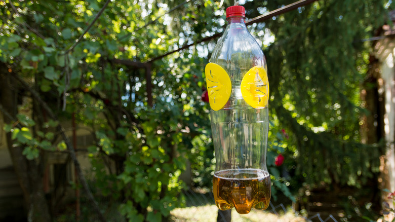 Home-made soda-bottle wasp trap hanging on a tree with a solution in the bottom