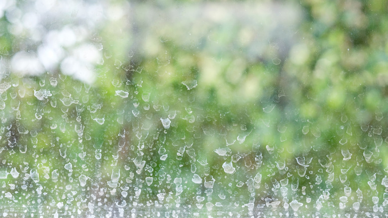 Water spots on glass with green foliage in the background