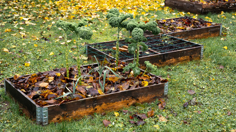 Fallen leaves protect the soil in raised vegetable garden beds.
