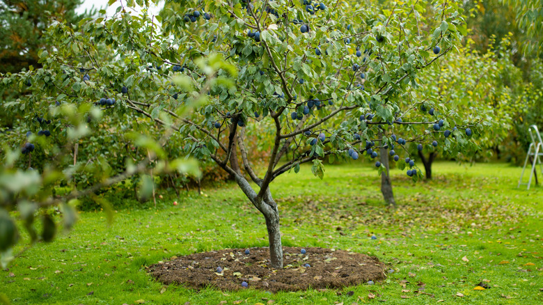 A plum tree surrounded by a leaf mulch bed in fall.