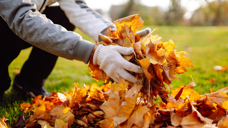 A person picks up a handful of leaves to use as fertilizer in the garden.