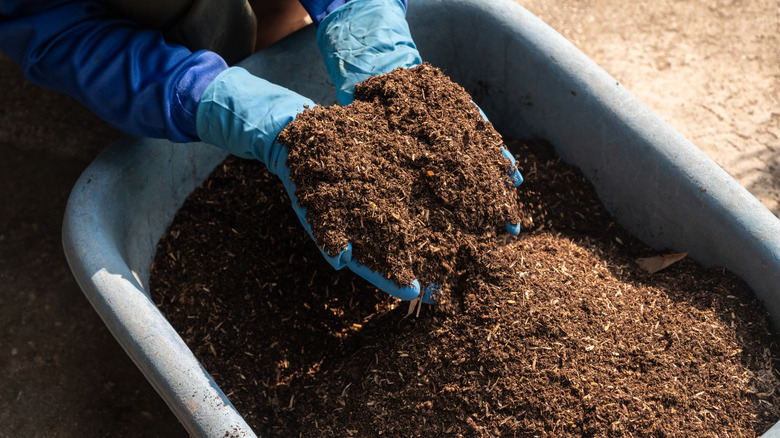 A person hodls DIY potting mix made with leaf mold in their hands wearing gloves.