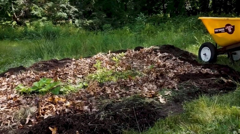 A patch of sheet mulch in a yard with shredded leaves on top.