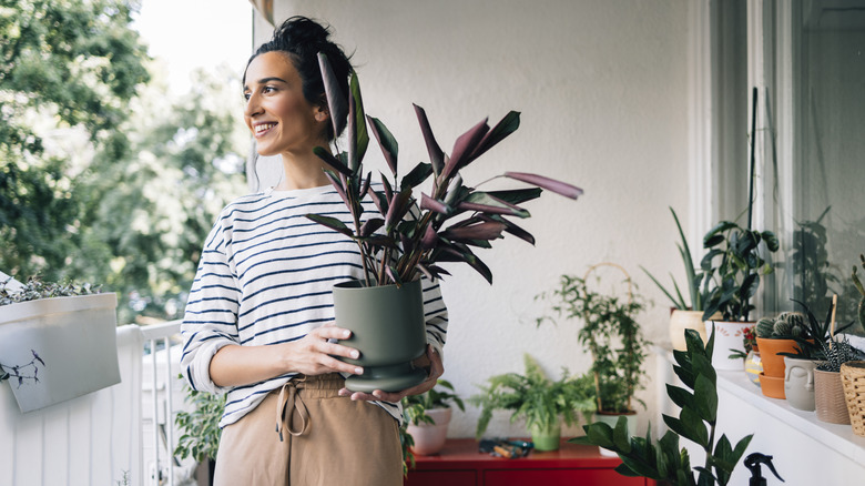 Someone holding a plant on their patio