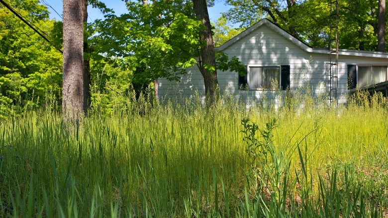 overgrown front lawn
