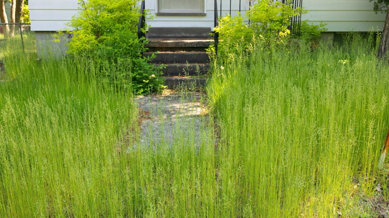 unkept front lawn