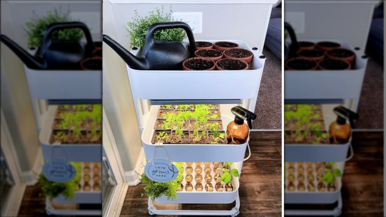 Seedlings, pots, and watering can on white metal cart
