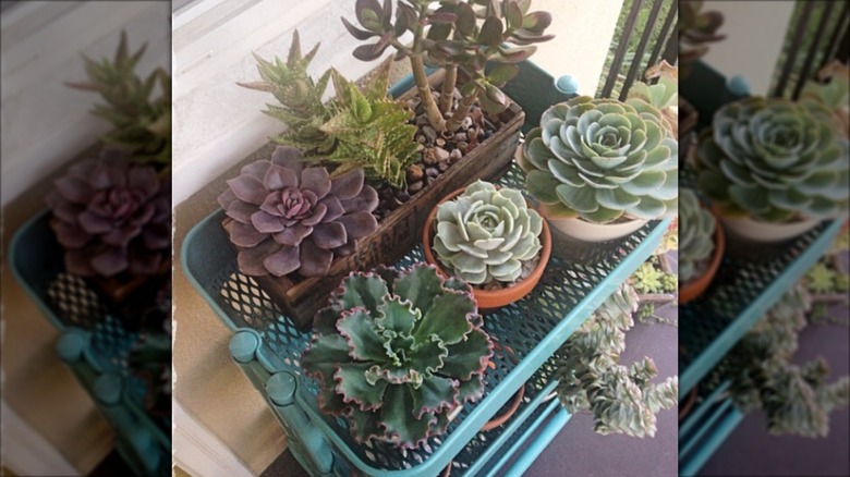 Succulents in pots on blue metal cart