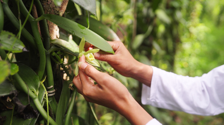 A person hand pollinating flower