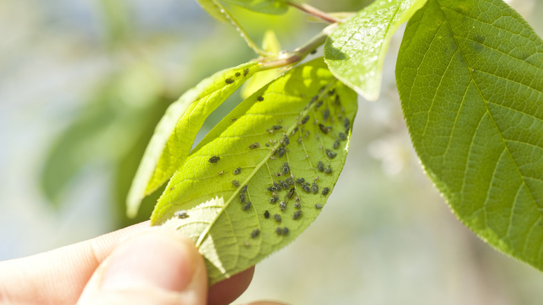 A collection of aphids on a leaf