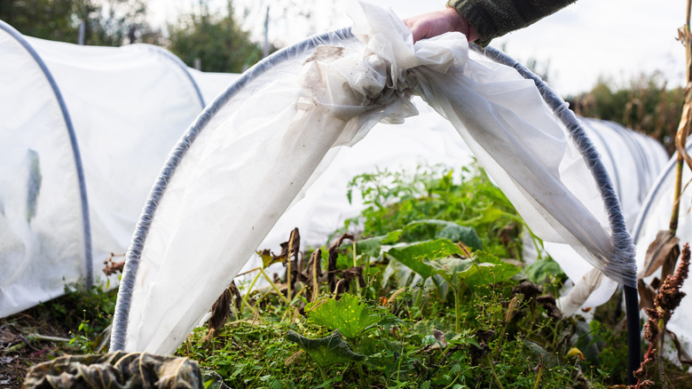 A plastic covering protecting outdoor plants