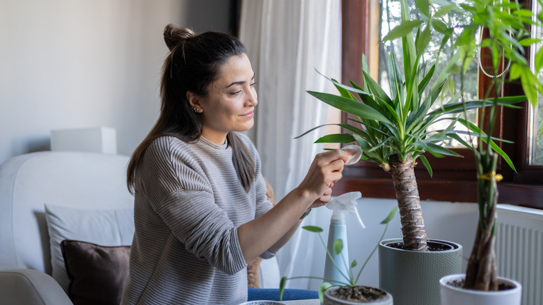 A woman removing dust from plant leaves