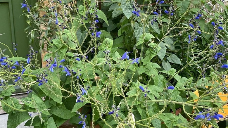 An arrowleaf sage with brilliant blue flowers growing in a garden.