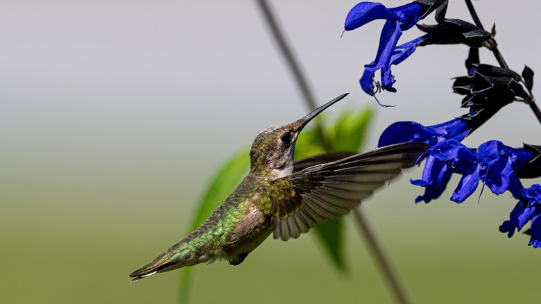 A hummingbird feeds on the flowers of a 'Black and Blue' salvia.