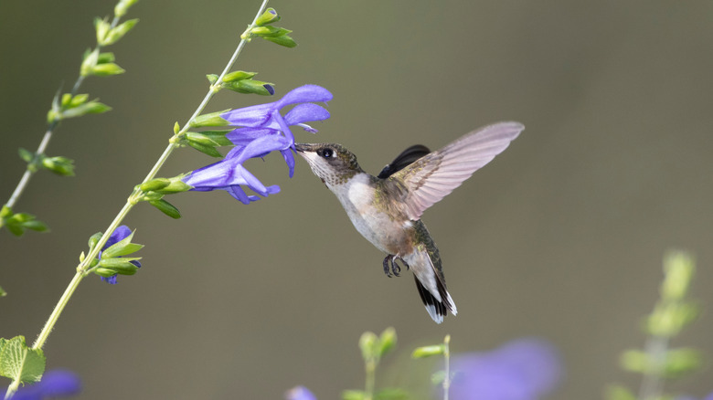 The blue tubular flowers of a blue anise sage with a hummingbird feeding on them.