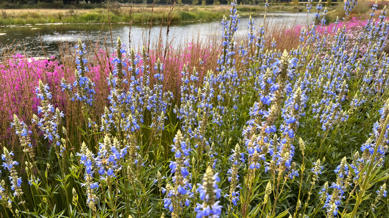Blue spike sage growing in the foreground with a pink-flowering plant and river in the background.