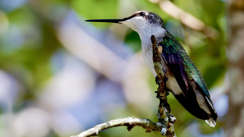 A hummingbird perches on a bare twig in a backyard.