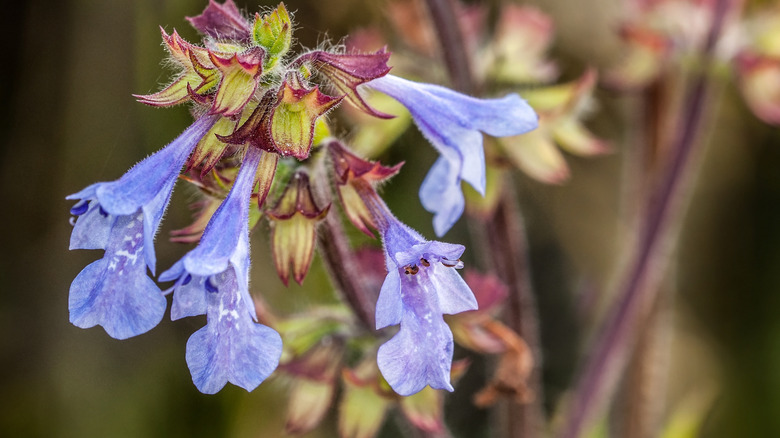 The delicate blue flowers of a lyreleaf sage.