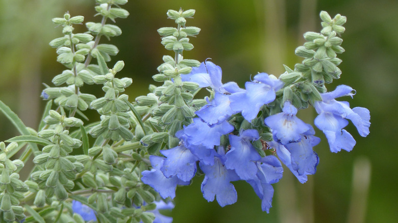 The pale blue flowers of a pitcher sage plant.