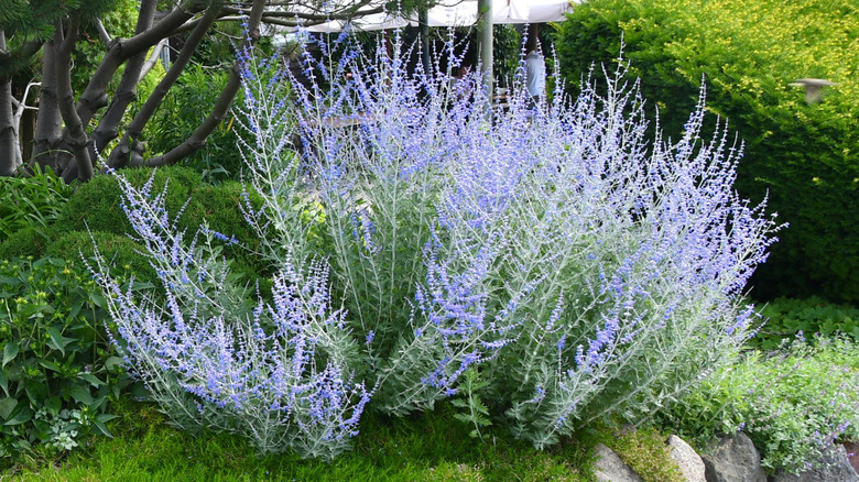 A Russian sage shrub growing in a garden.