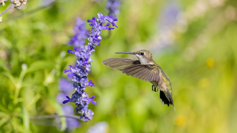 A pretty hummingbird approaches the flower spike of 'Victoria Blue' sage.