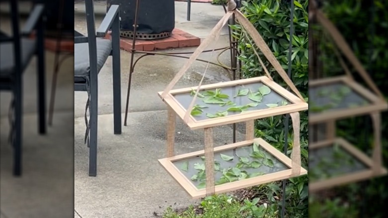 hanging picture frames drying basil